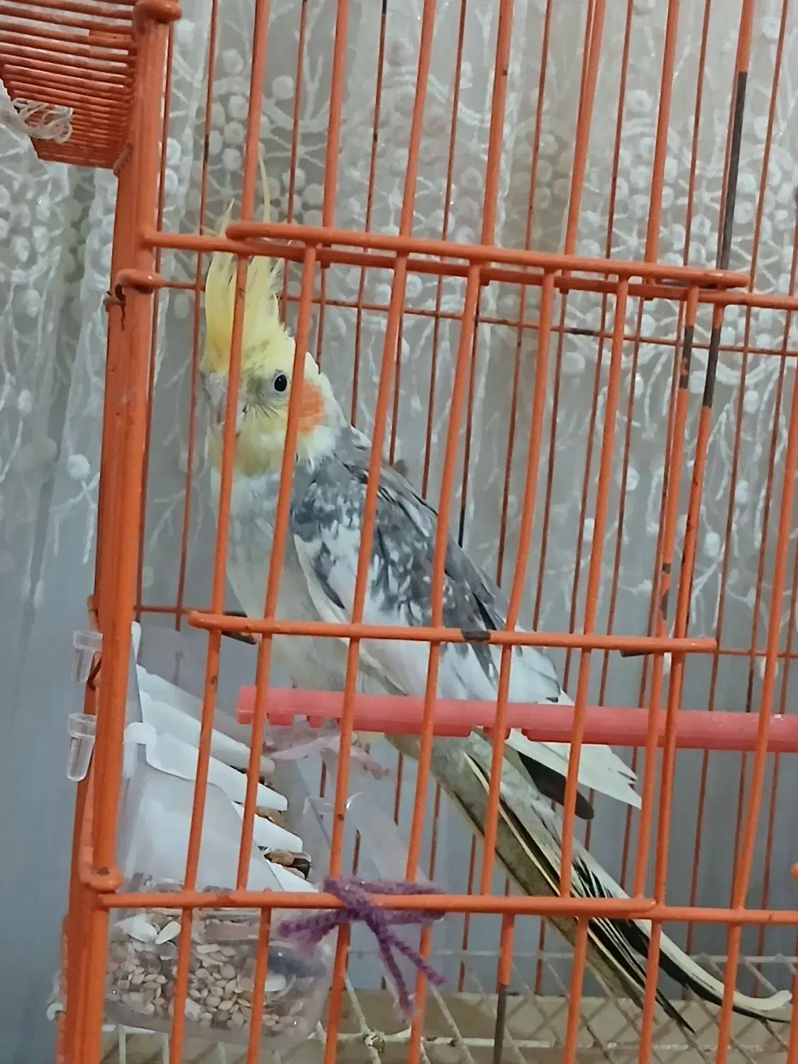 یک عدد عروس هلندی نر|پرنده|کردکوی, |دیوار