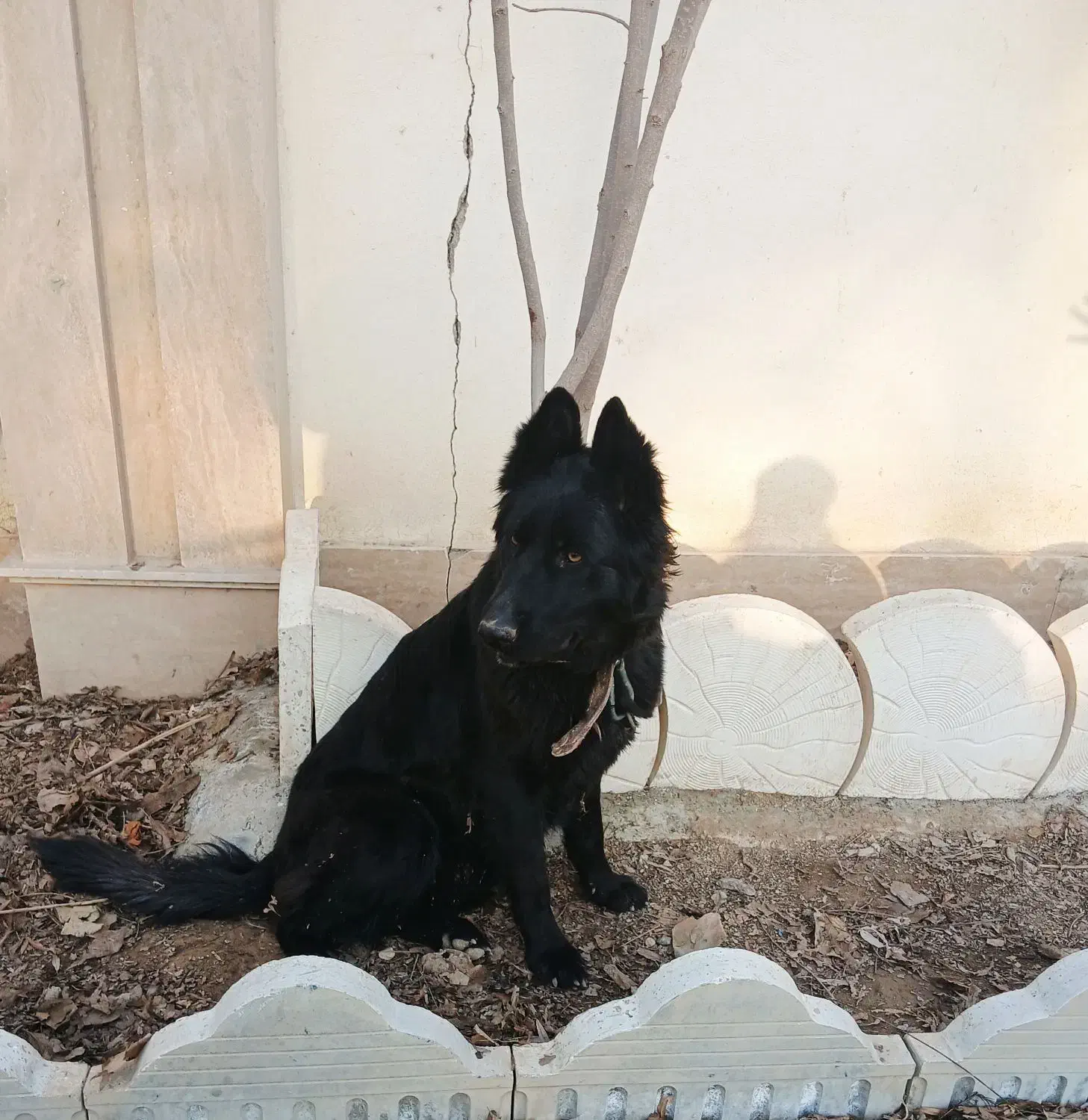 ژرمن بلک اصیل|سگ|کرج, گوهردشت|دیوار