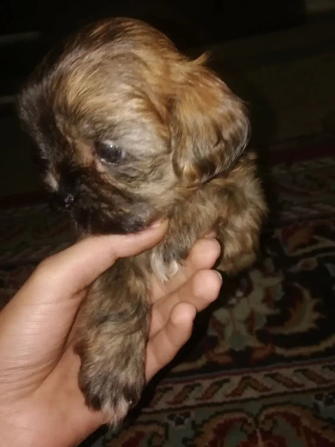 واگذاری سگ شیتزو عروسکی|سگ|گرگان, |دیوار