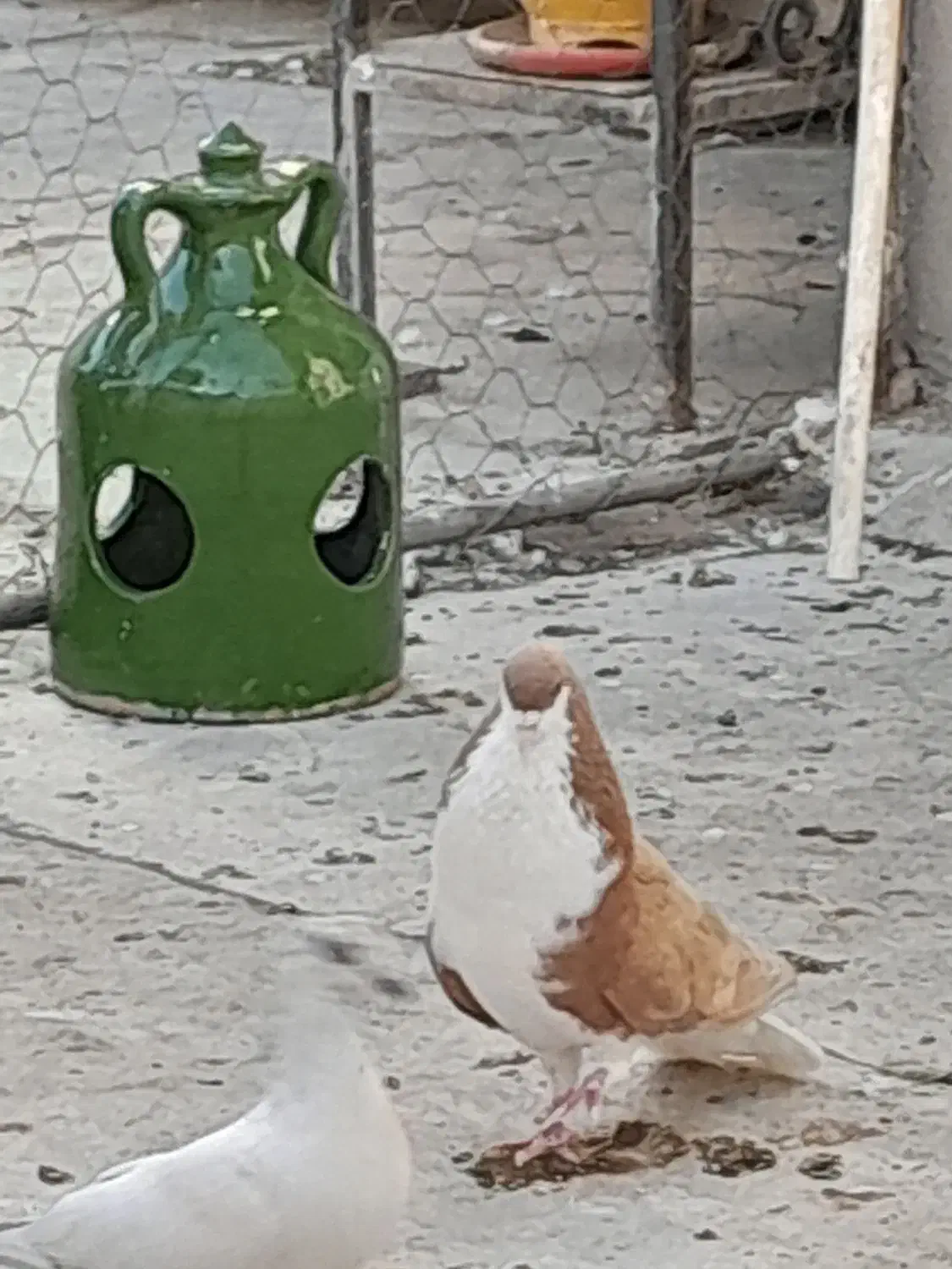 کفتر|پرنده|فردیس, سرحدی|دیوار