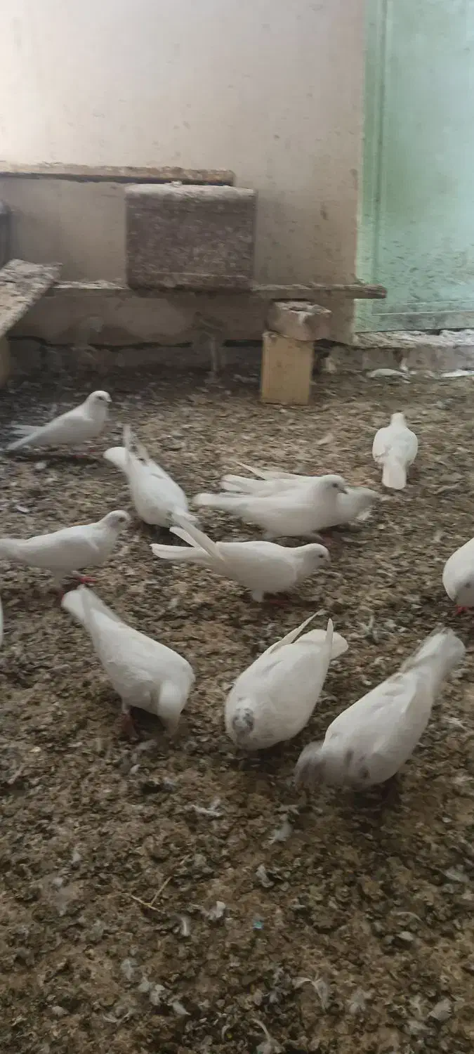 کبوتر پتی والا|پرنده|کنارک, |دیوار