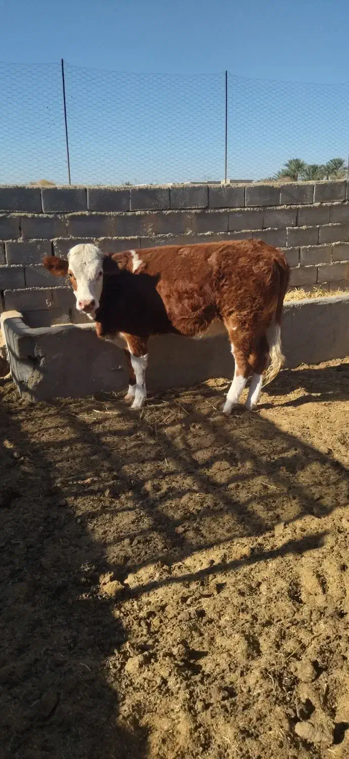گوساله سیمینتال|حیوانات مزرعه|طبس, |دیوار