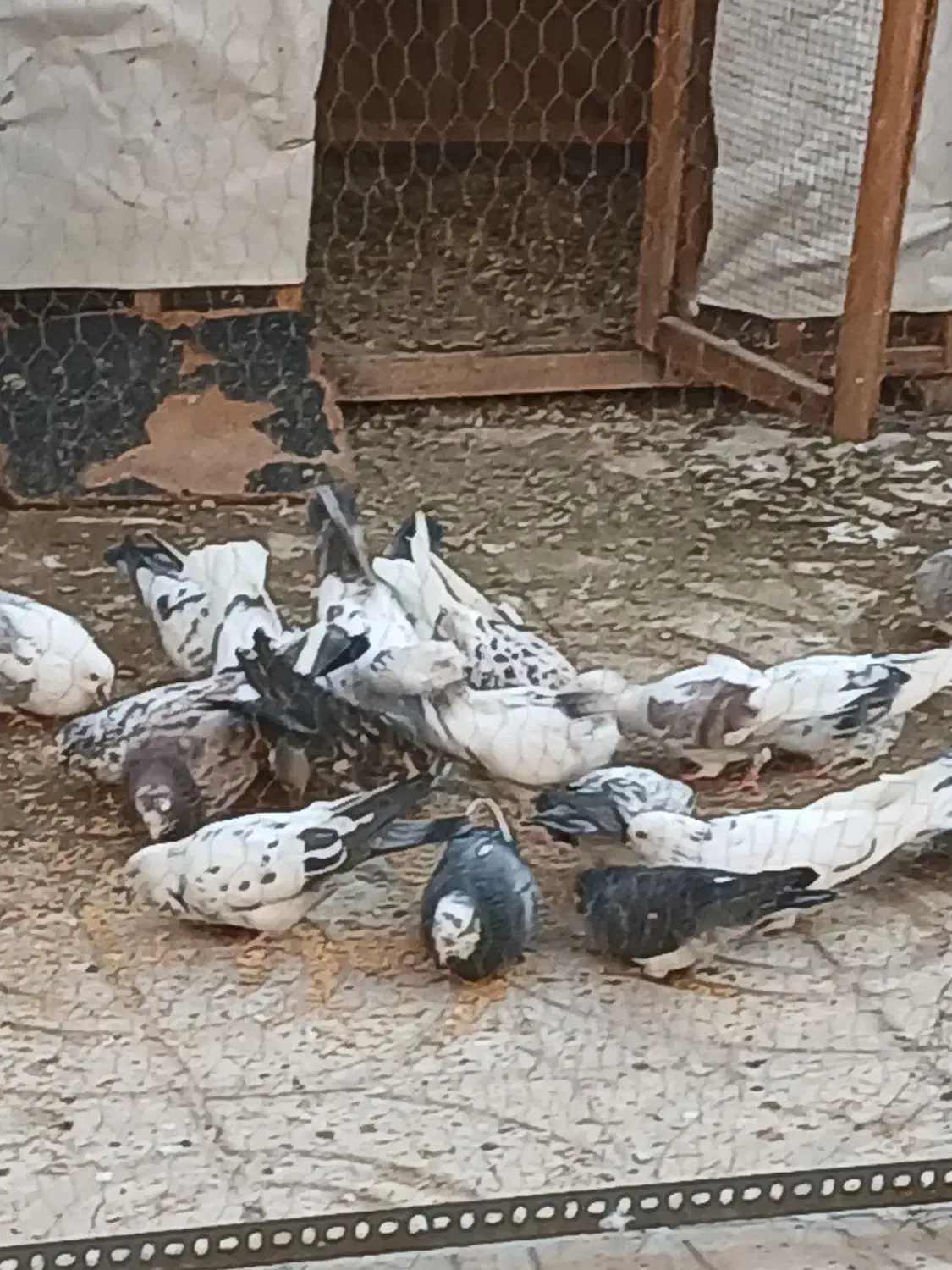 کفتر پرشی تیرماه|پرنده|پاکدشت, پارچین|دیوار