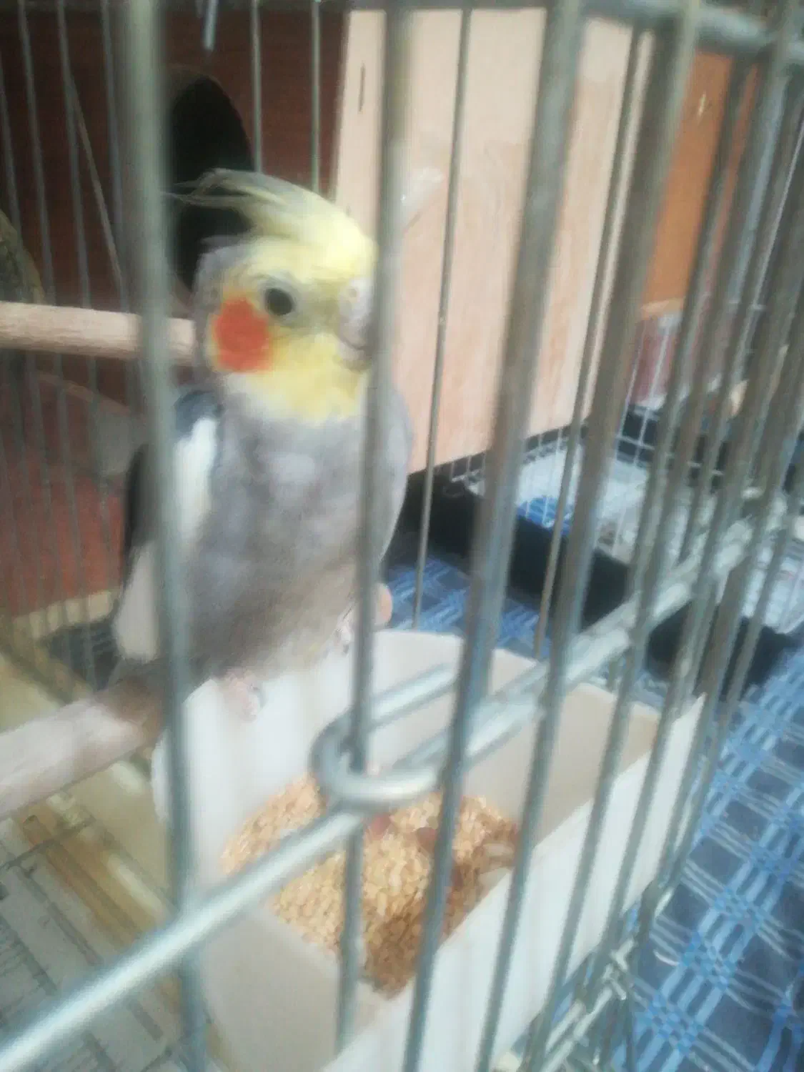 عروس هلندی جفت|پرنده|ارومیه, |دیوار