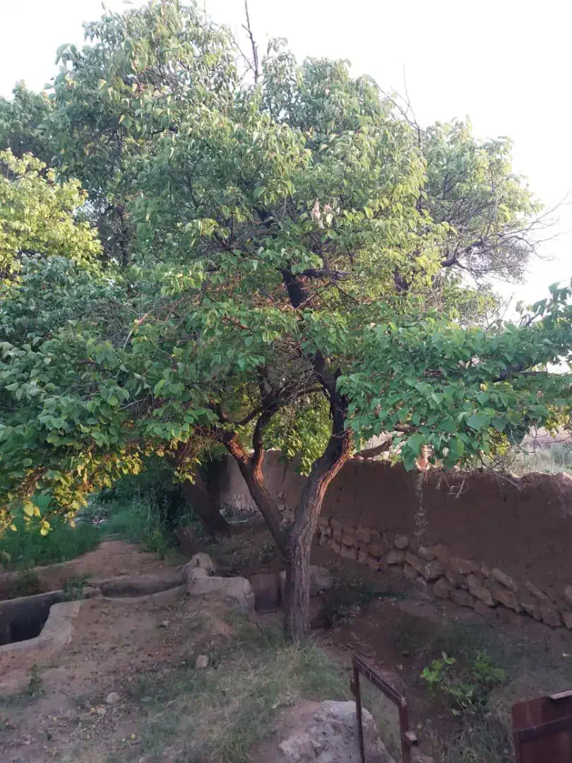 باغ انار|فروش زمین و ملک کلنگی|سلفچگان, |دیوار