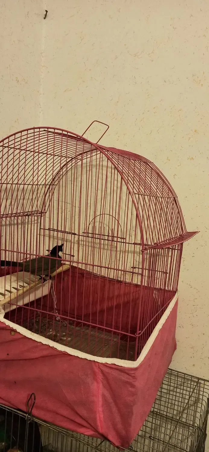 پرنده|پرنده|اهواز, سیصد دستگاه|دیوار