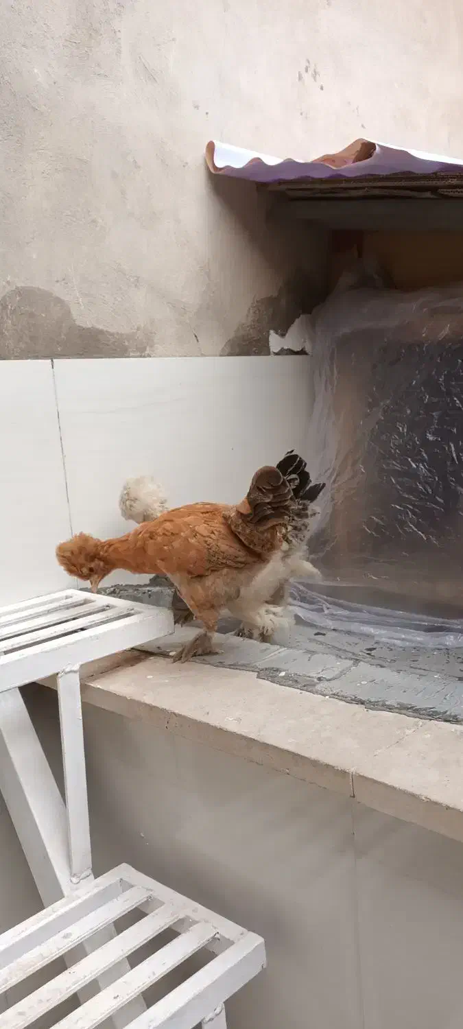 جوجه مرغ و خروس سلطان|حیوانات مزرعه|قم, وادی السلام|دیوار