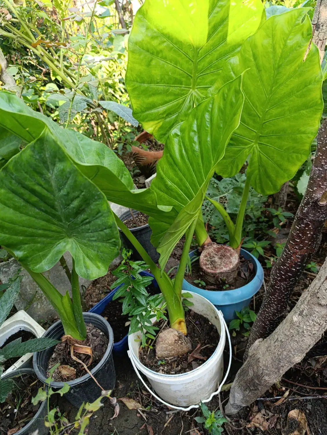 گل گیاه|گل و گیاه طبیعی|رشت, حمیدیان|دیوار