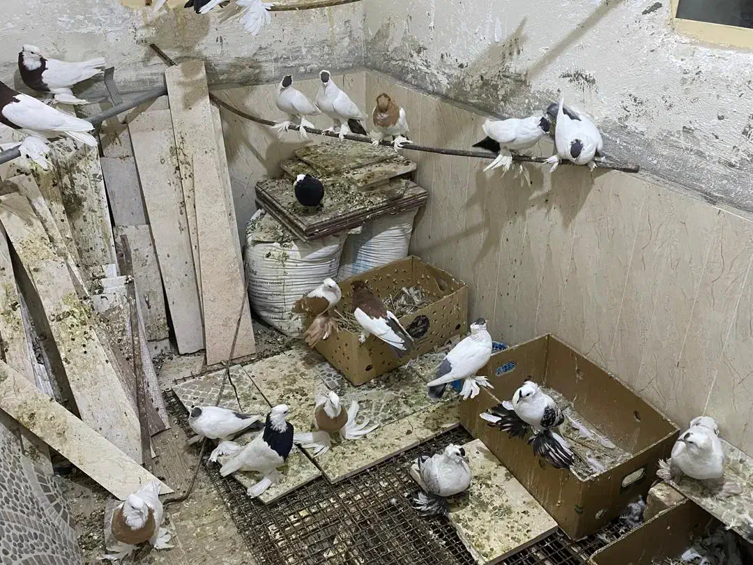 کبوتر  طوقی سوالا|پرنده|سراوان, |دیوار