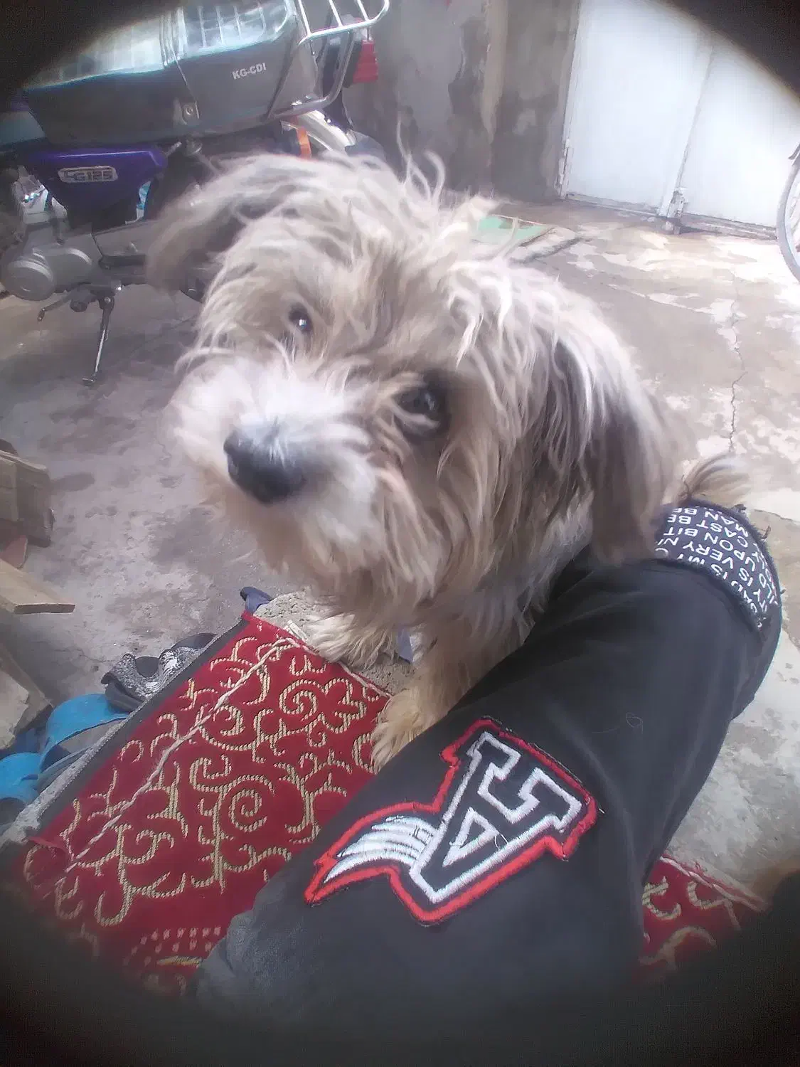 سک شیتزو شناسانه دار|سگ|میاندوآب, |دیوار