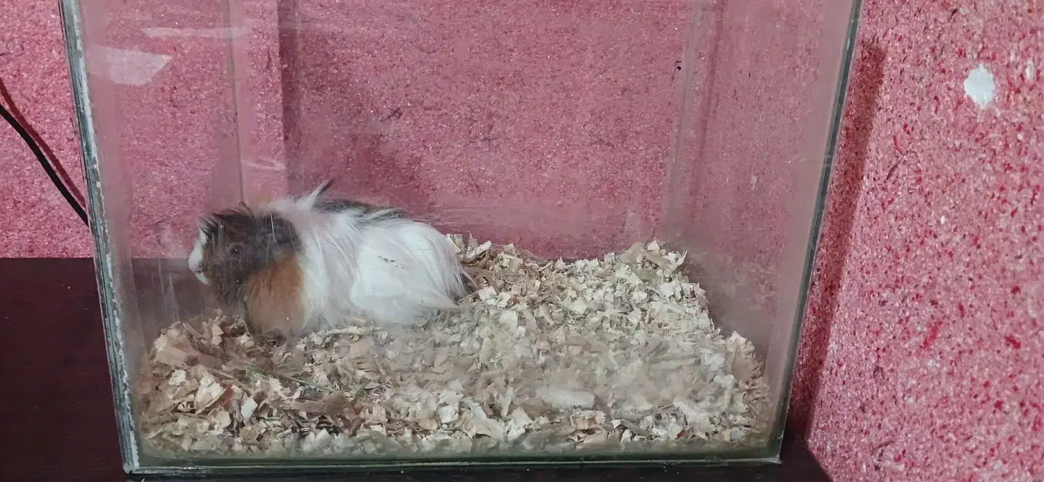 خوکچه هندی|موش و خرگوش|رشت, کوی مهر|دیوار