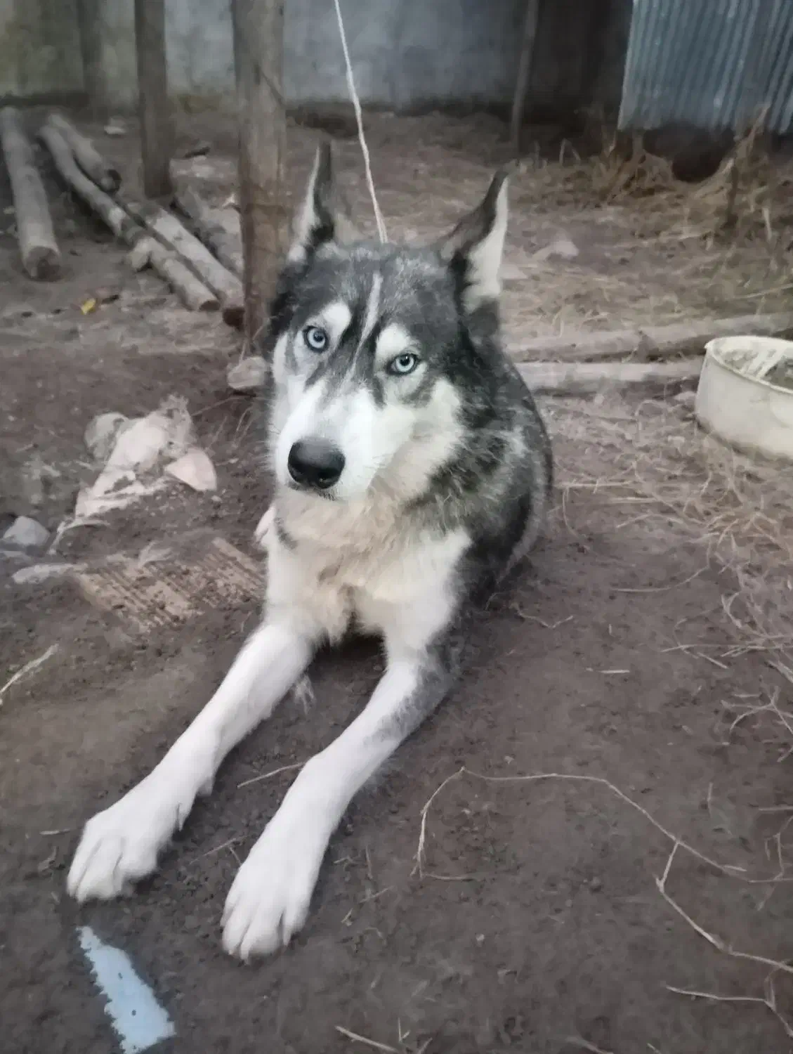 هاسکی اصیل ماده یک ساله|سگ|سنگر, |دیوار