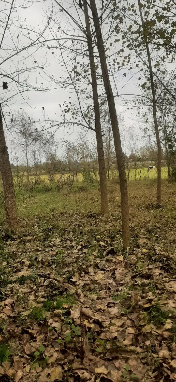 فروش زمین|فروش زمین و ملک کلنگی|خمام, |دیوار