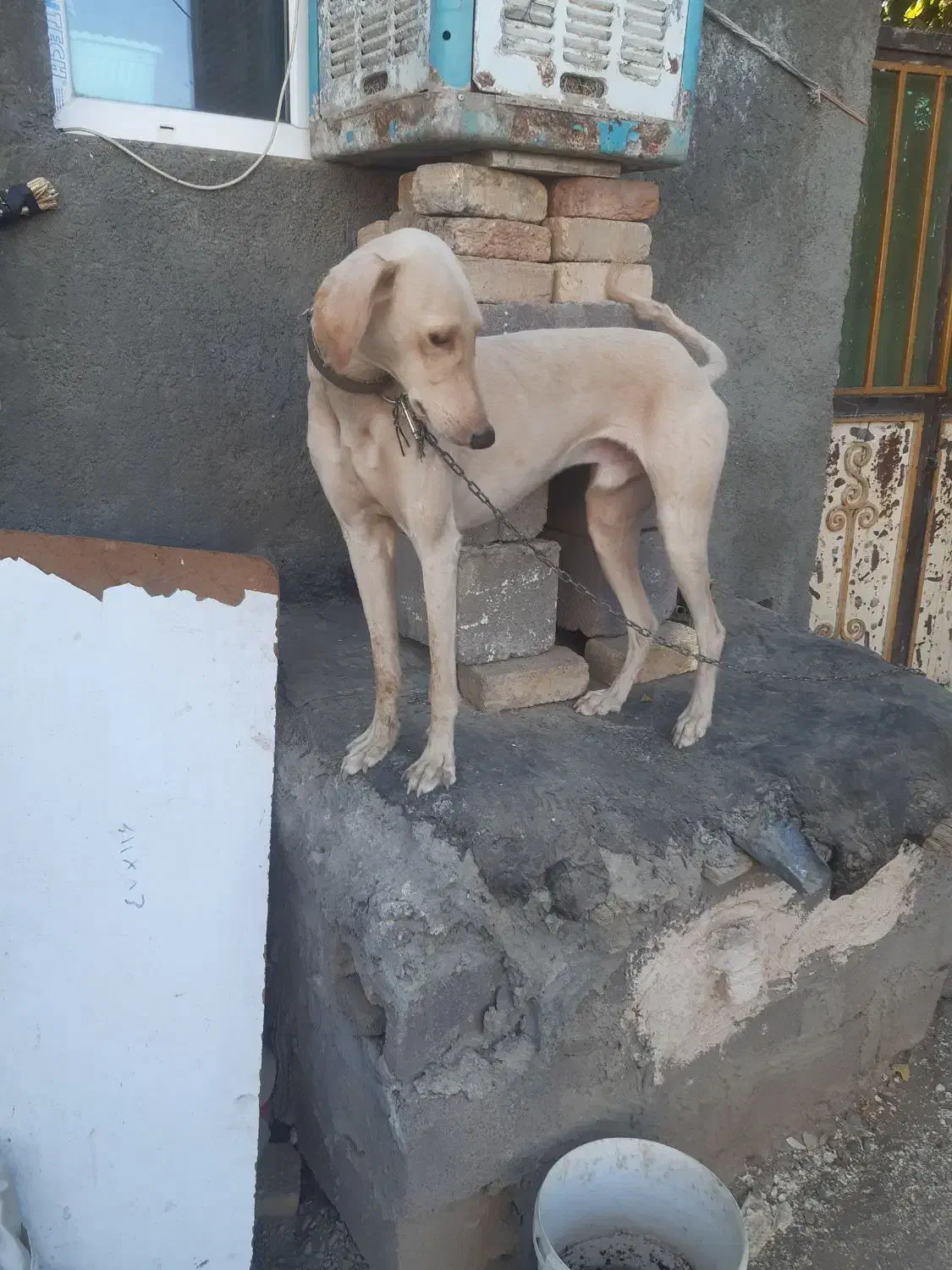 سگ تازی|سگ|دهگلان, |دیوار