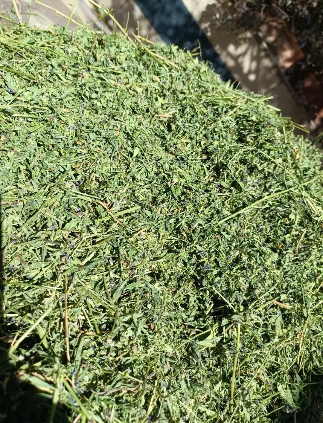 یونجه غذای اصلی خرگوش و خوکچه هندی|لوازم جانبی حیوانات|شیراز, نصر|دیوار