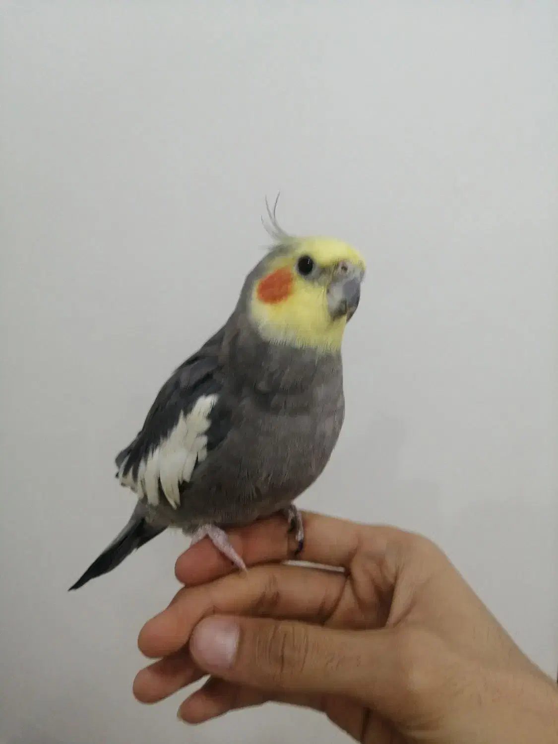 طوطی عروس|پرنده|اشنویه, |دیوار