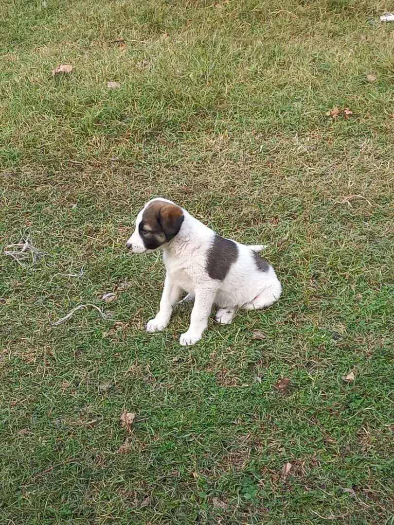 فروش یک قلاده سگ ماده به همراه توله نر|سگ|رستم‌آباد, |دیوار