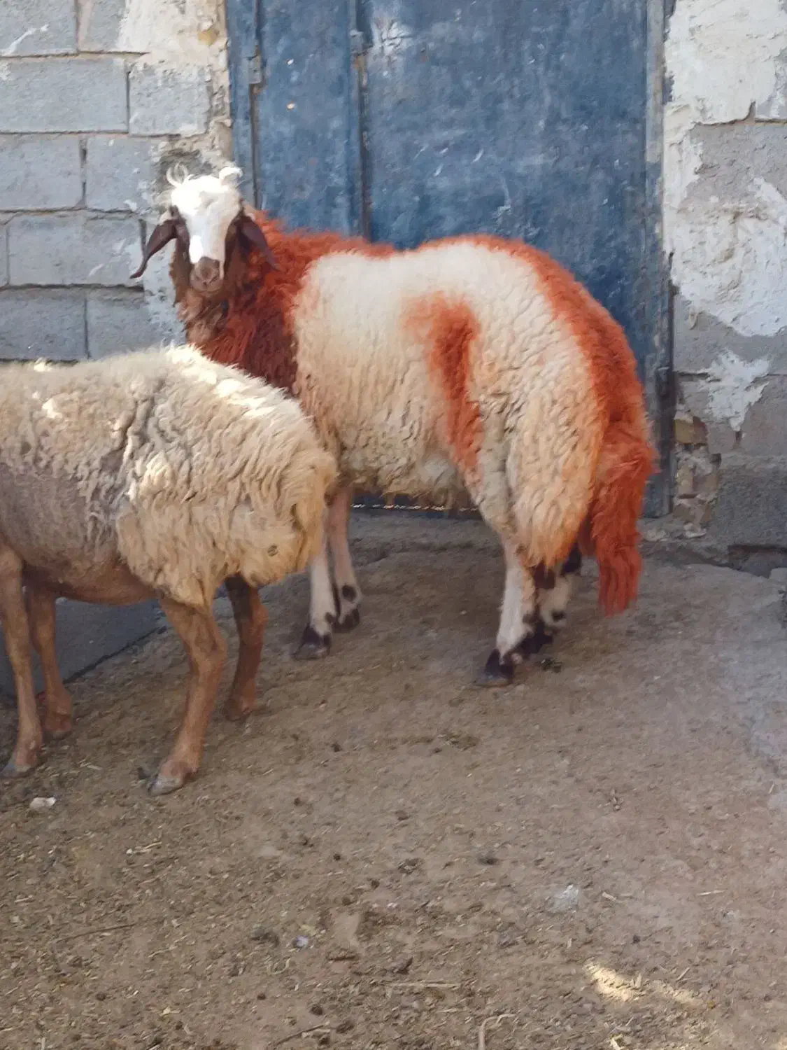 بره قوچی|حیوانات مزرعه|تایباد, |دیوار