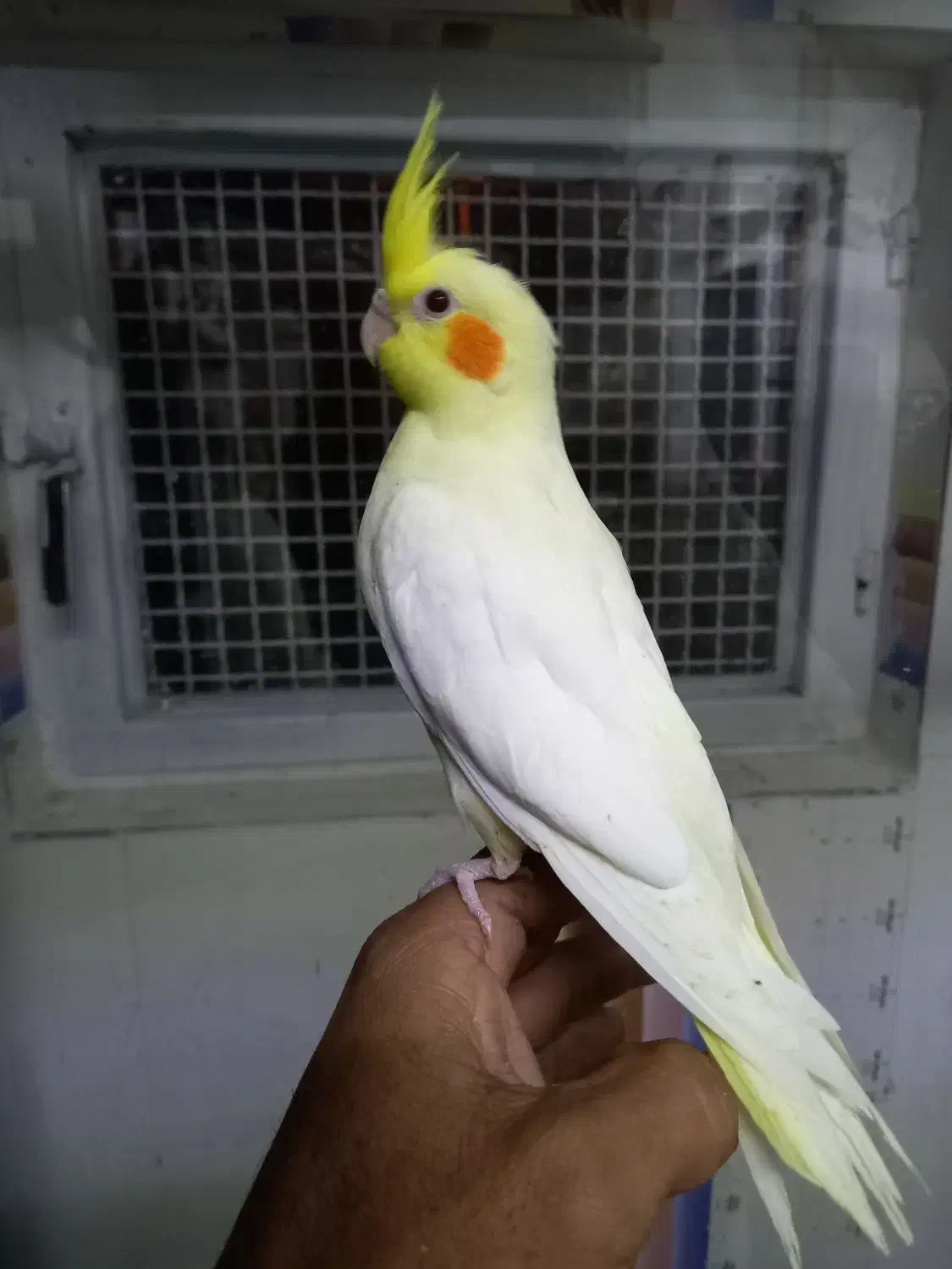 جوجه عروس و مرغ عشق جوانه|پرنده|قائن, |دیوار