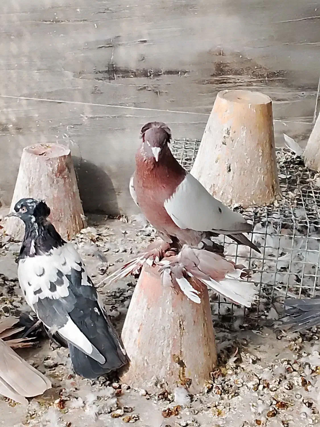 کبوتر ترک صدا کن وگوگ|پرنده|داران, |دیوار