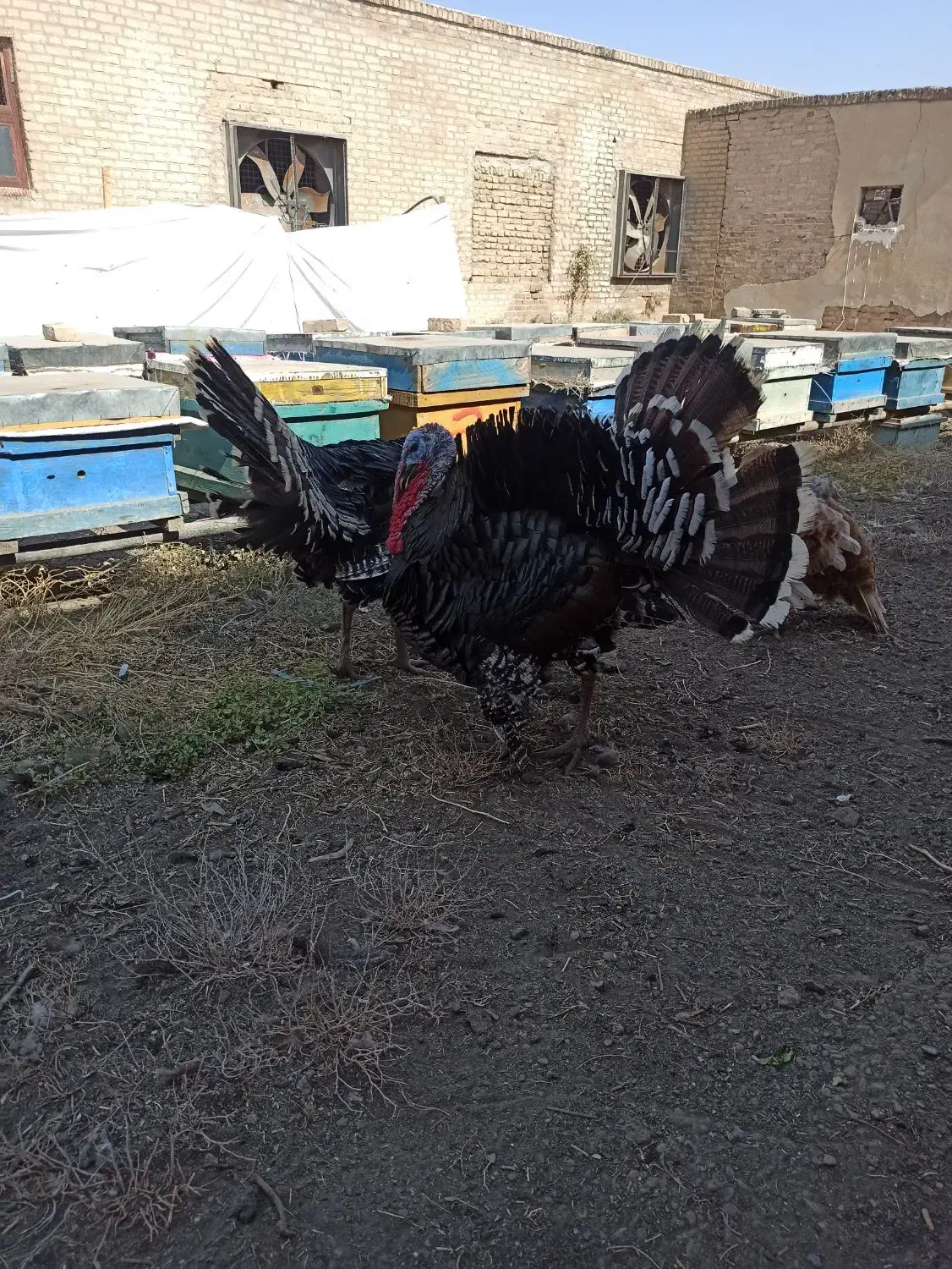 تخم بوقلمون|حیوانات مزرعه|بهارستان, |دیوار