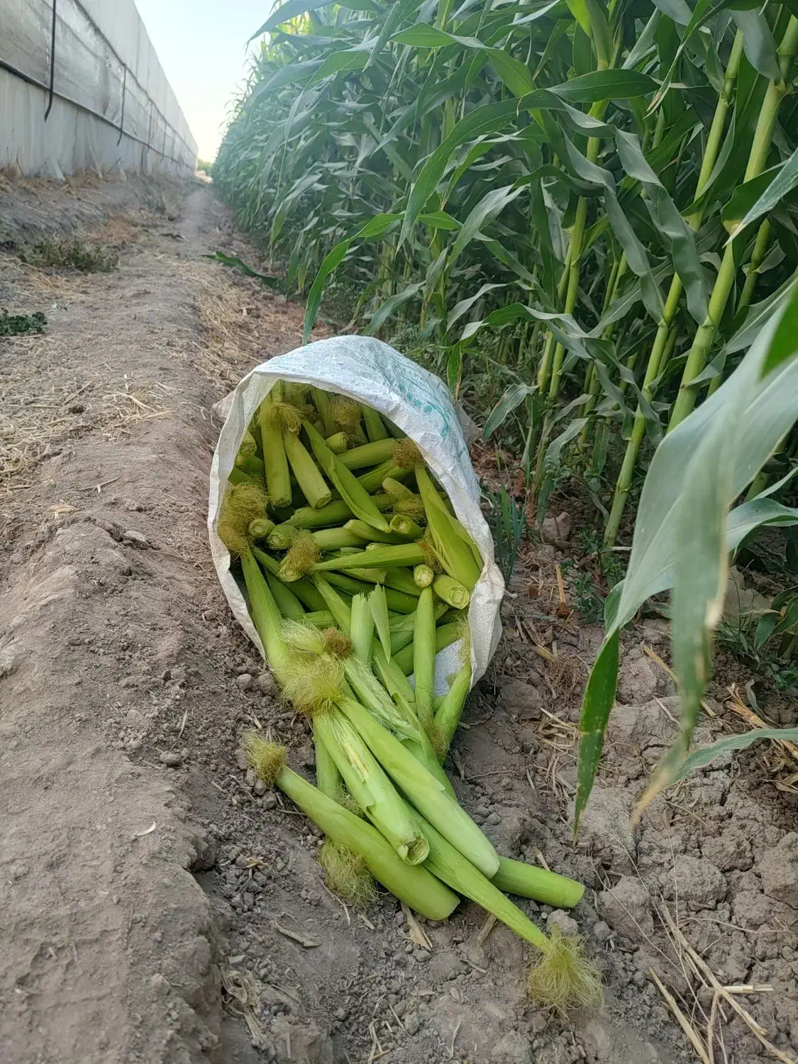 بچه بلال با کیفیت|خوردنی و آشامیدنی|شریف‌آباد, |دیوار