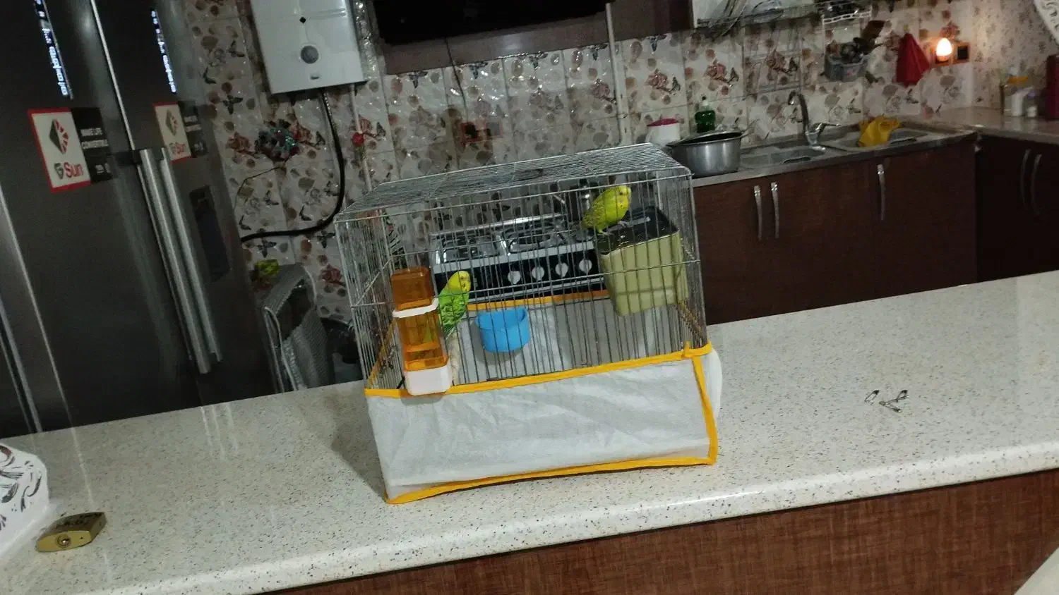 جفت مرغ عشق مولد (اماده) معاوضه با کفتر هم دارم|پرنده|کرمان, |دیوار