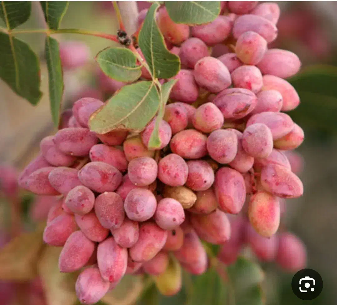 باغ پسته|فروش زمین و ملک کلنگی|مه ولات, |دیوار