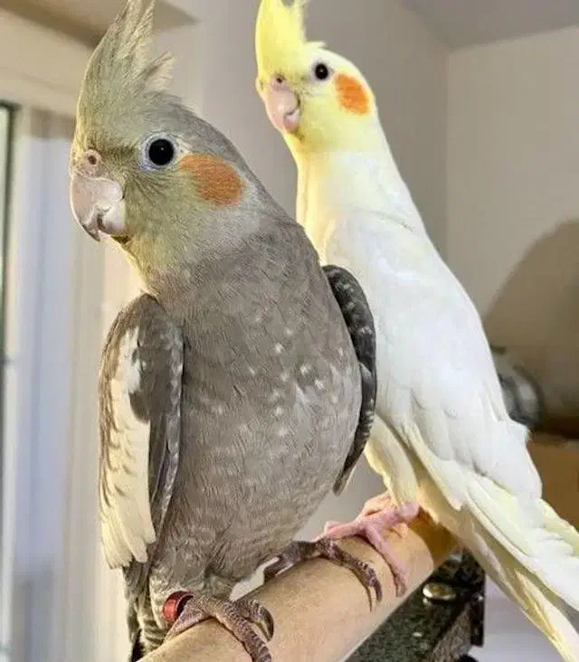 فروش جوجه عروس هلندی ۸ عدد|پرنده|کاشان, فاز ۲ ناجی آباد|دیوار