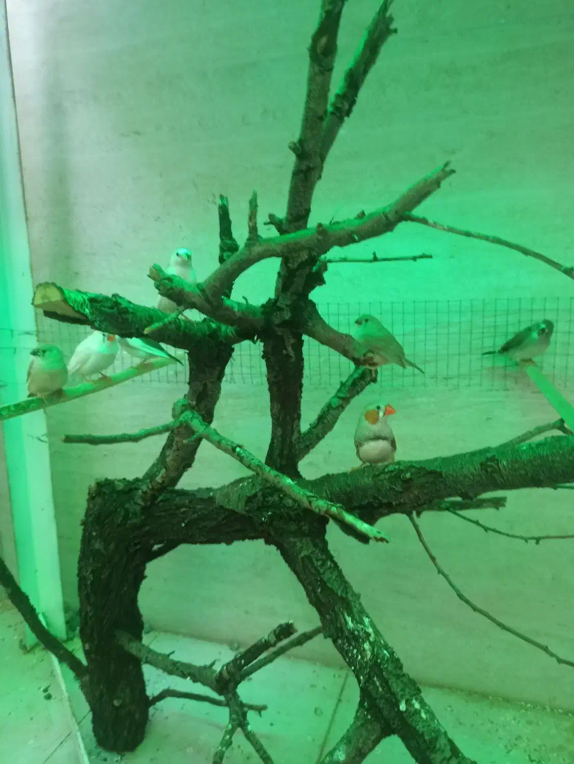 جفت فنج مولد و جوجه ها|پرنده|سبزوار, شهرک جهاد|دیوار