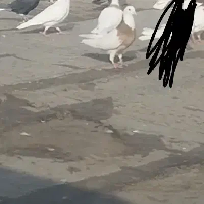 کفترطوقی|حیوانات|همدان, |دیوار