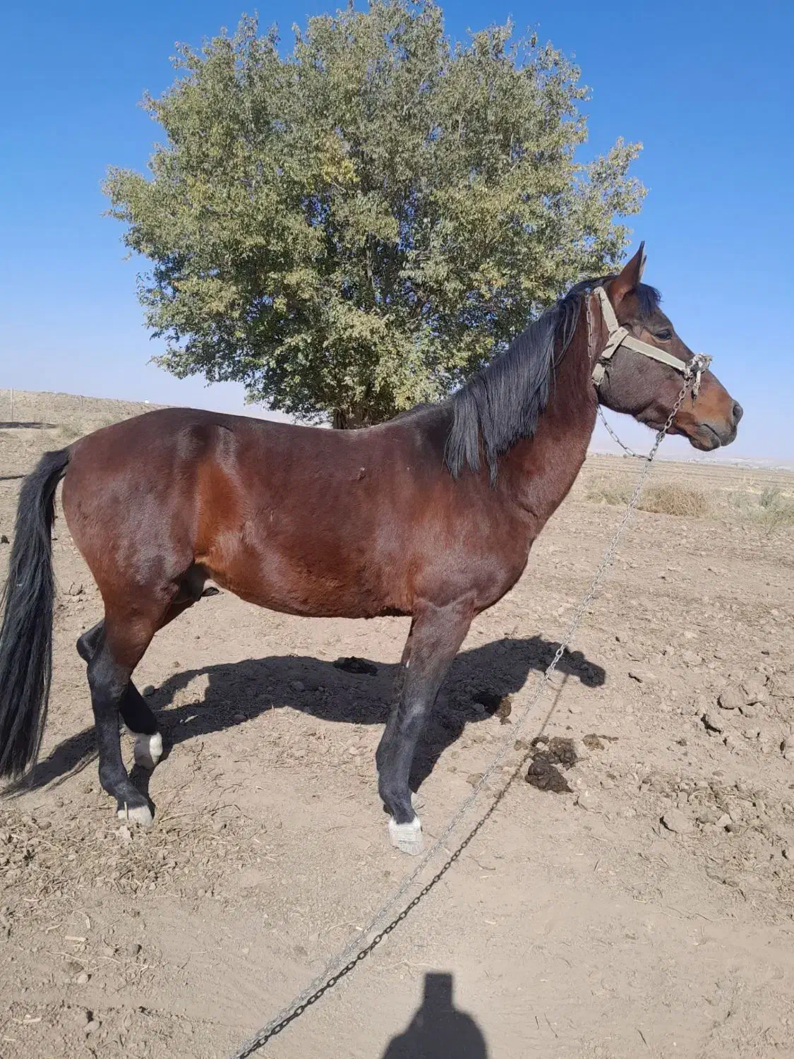 اسب نرینه جوان تیز پرسرعت|اسب و تجهیزات اسبسواری|جوین, |دیوار