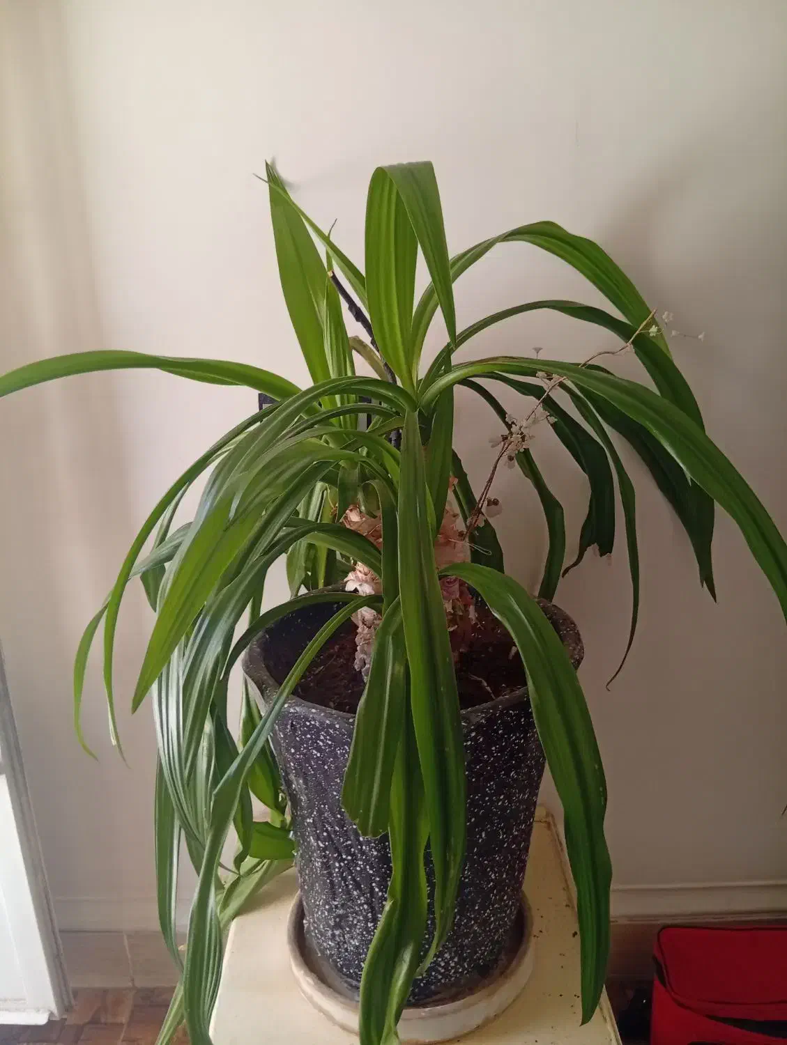 گل سوسن|گل و گیاه طبیعی|سیرجان, |دیوار