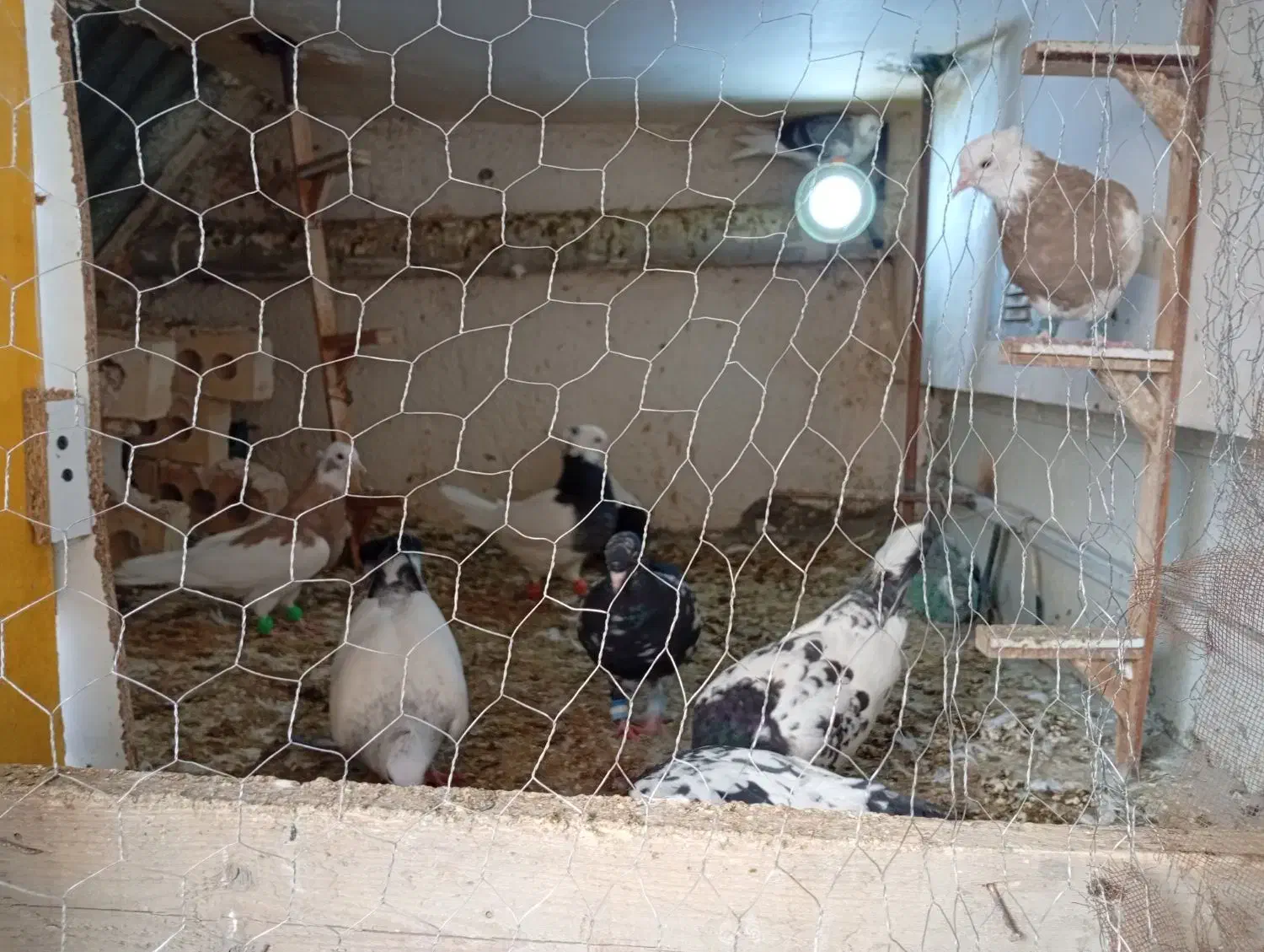 کبوتر|پرنده|مشهد, کشف|دیوار