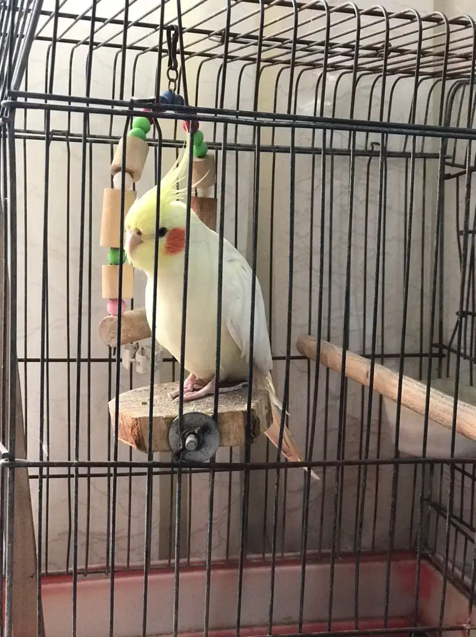 عروس هلندی نر|پرنده|کوهدشت, |دیوار