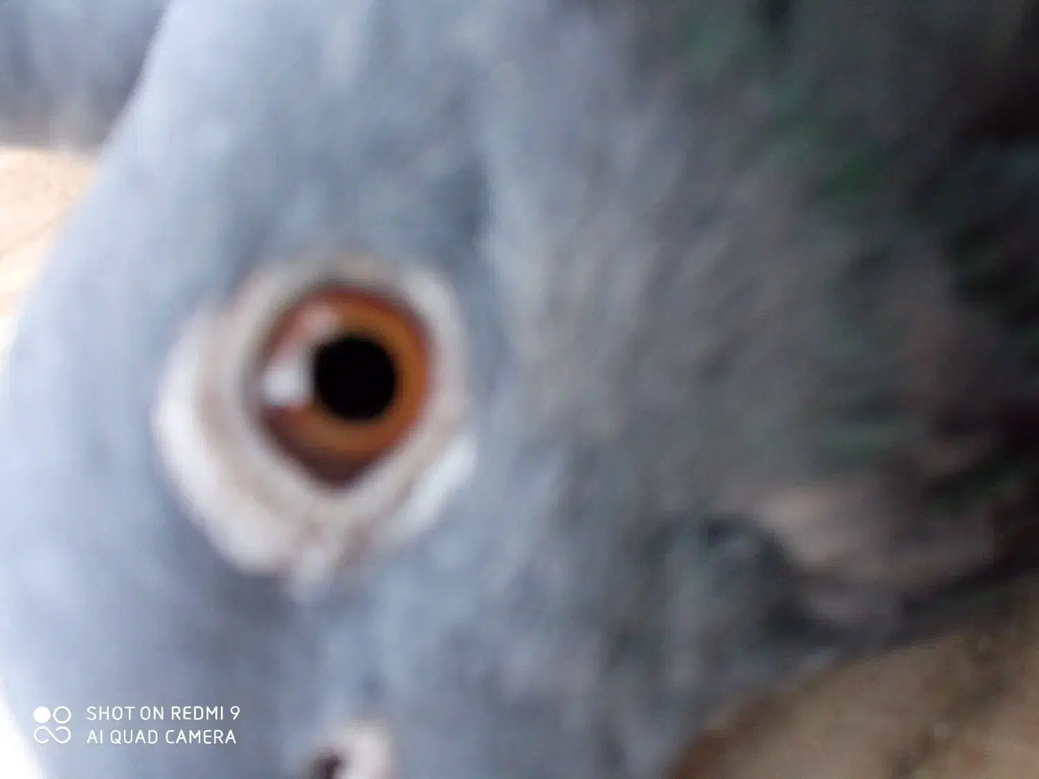 کبوتر|پرنده|نهبندان, |دیوار