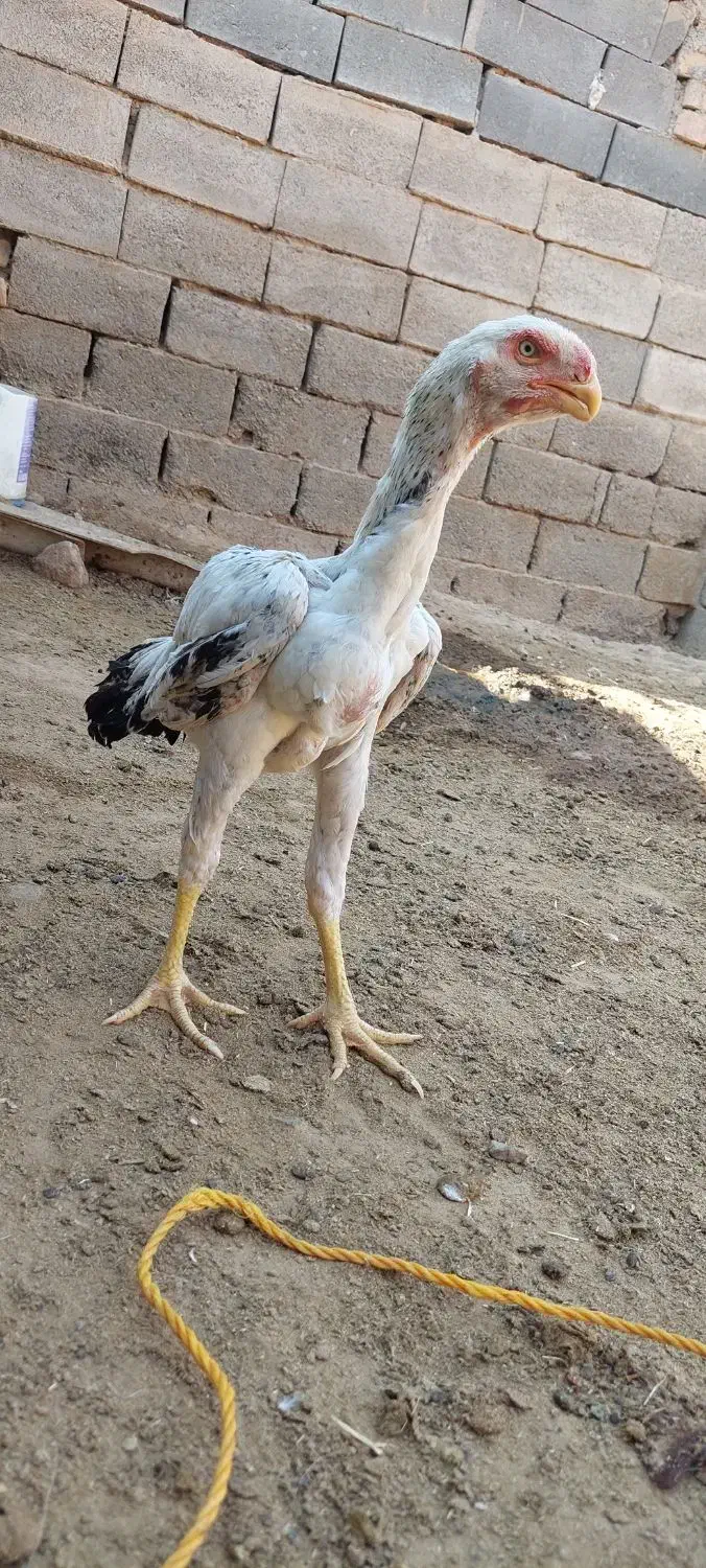 جوجه خروس|حیوانات مزرعه|سلامی, |دیوار