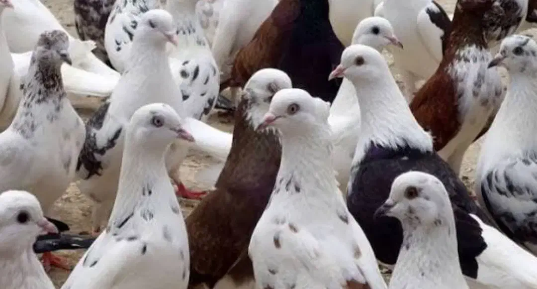 کودک کبوتر مرغوب|گل و گیاه طبیعی|زارچ, |دیوار