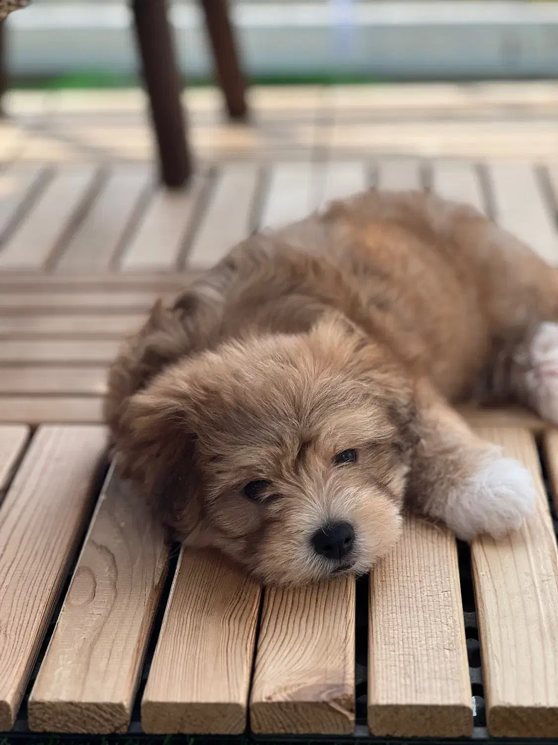 واگذاری سگ نژاد دار|سگ|لاهیجان, حاجی آباد|دیوار