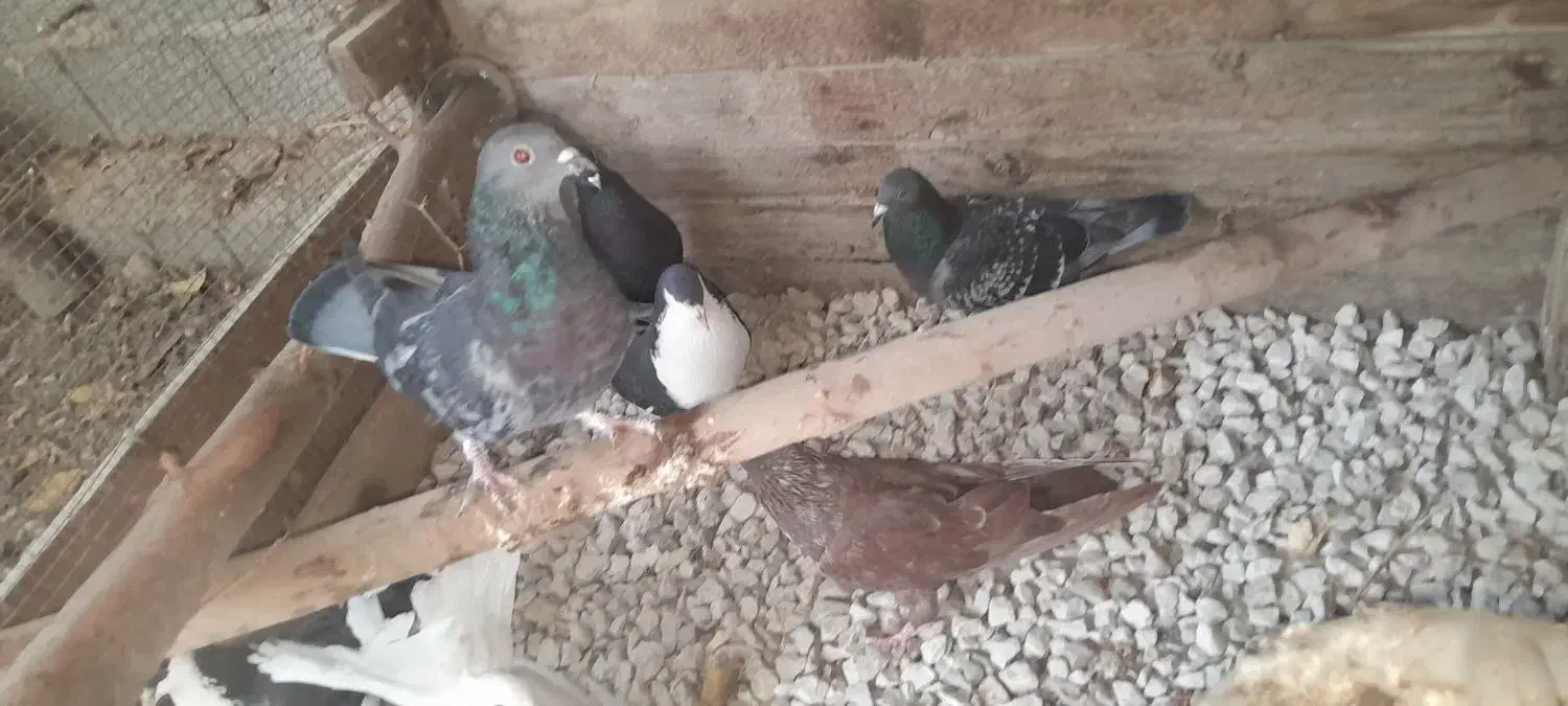 ۱ تومن|پرنده|بندر گناوه, |دیوار