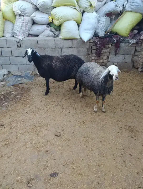 تعداد ۲میش اوستن|حیوانات مزرعه|تربت جام, امام|دیوار