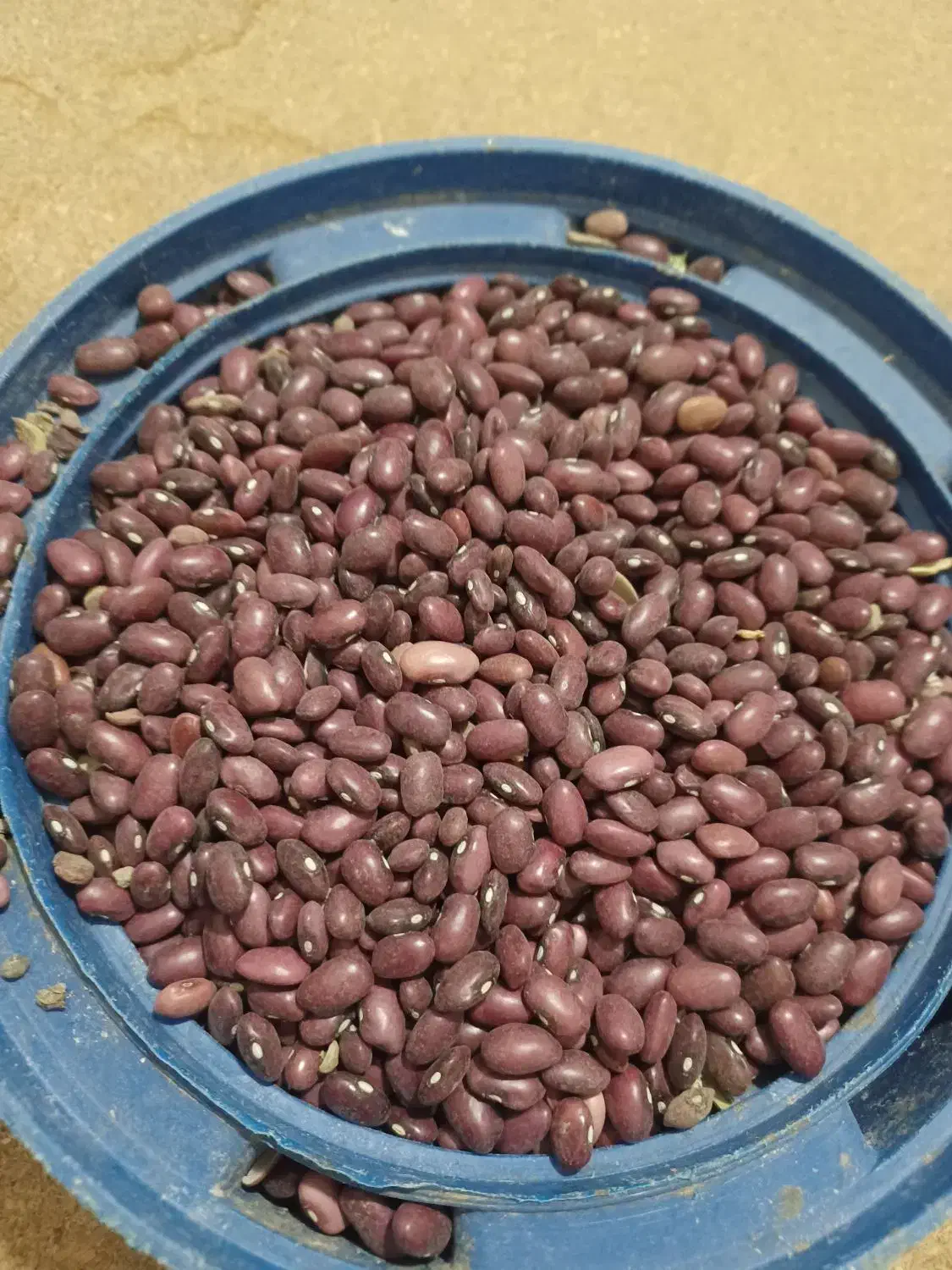 لوبیا قرمز و سفید|عمدهفروشی|ازنا, |دیوار