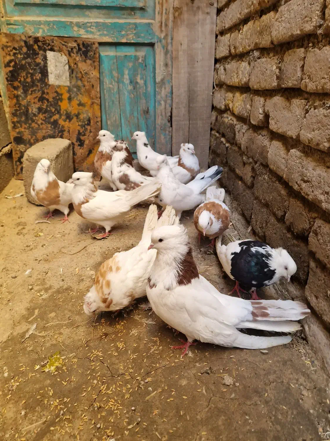 کبوترنقابی|پرنده|روانسر, |دیوار