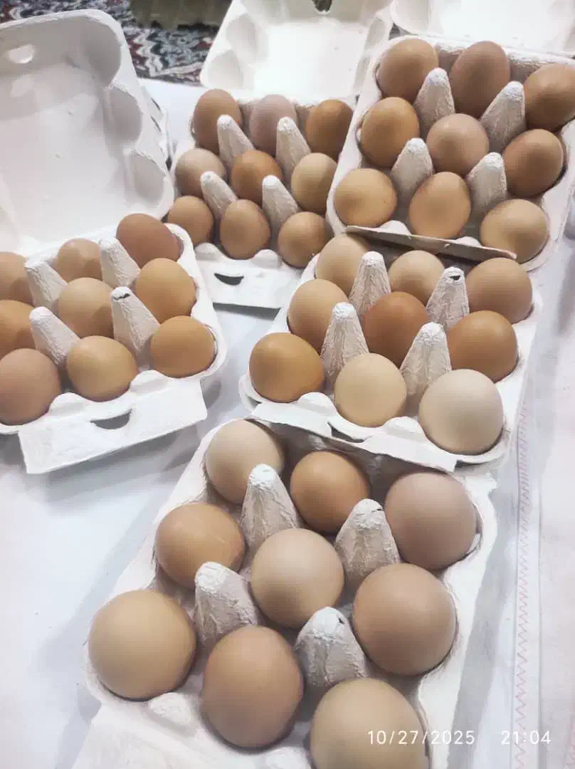 تخم مرغ محلی (تخم مرغ محلی زرده نارنجی)|خوردنی و آشامیدنی|قم, صدوق|دیوار