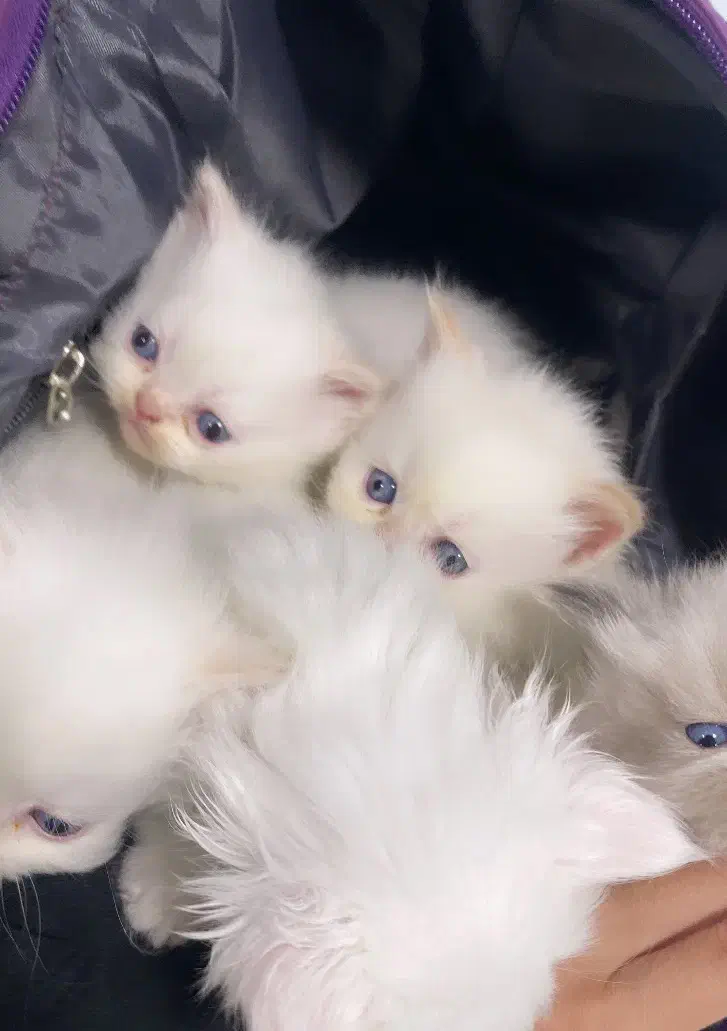 گربه|گربه|بجنورد, |دیوار