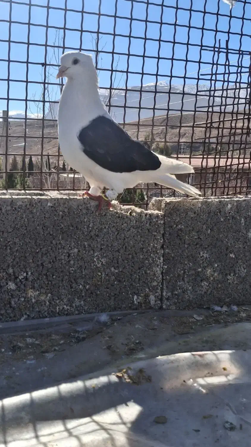 بهبونی|پرنده|شیراز, دوکوهک|دیوار