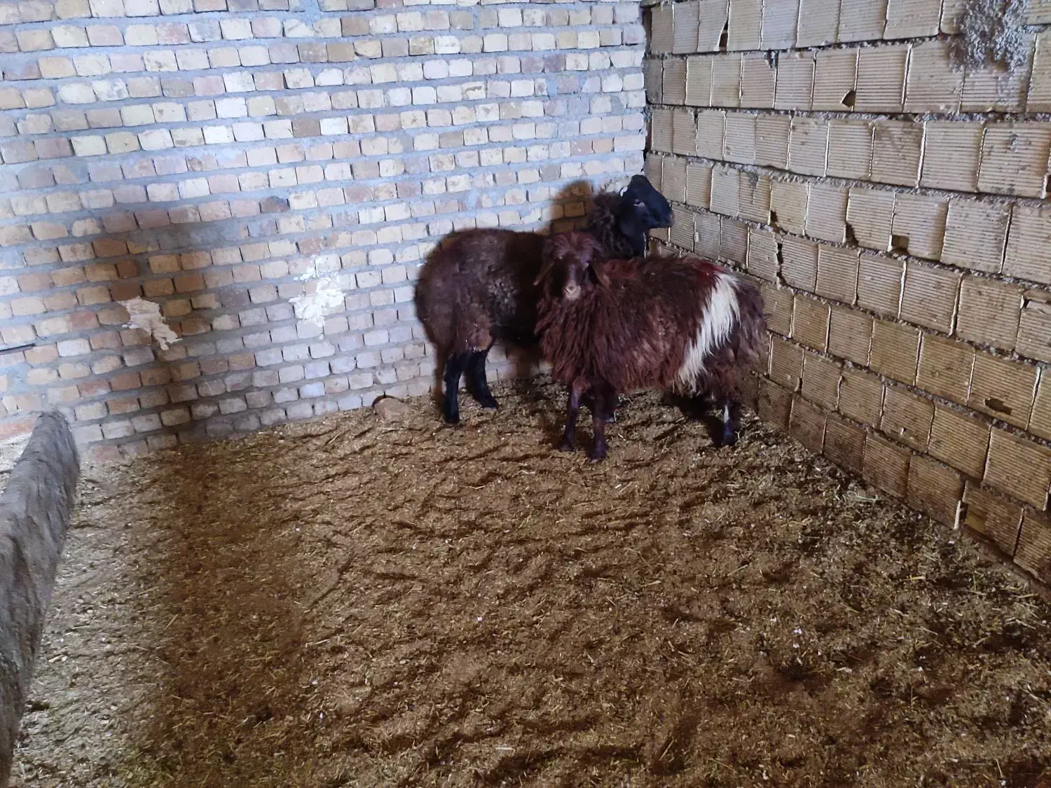 بره پروار|حیوانات مزرعه|زاغه, |دیوار