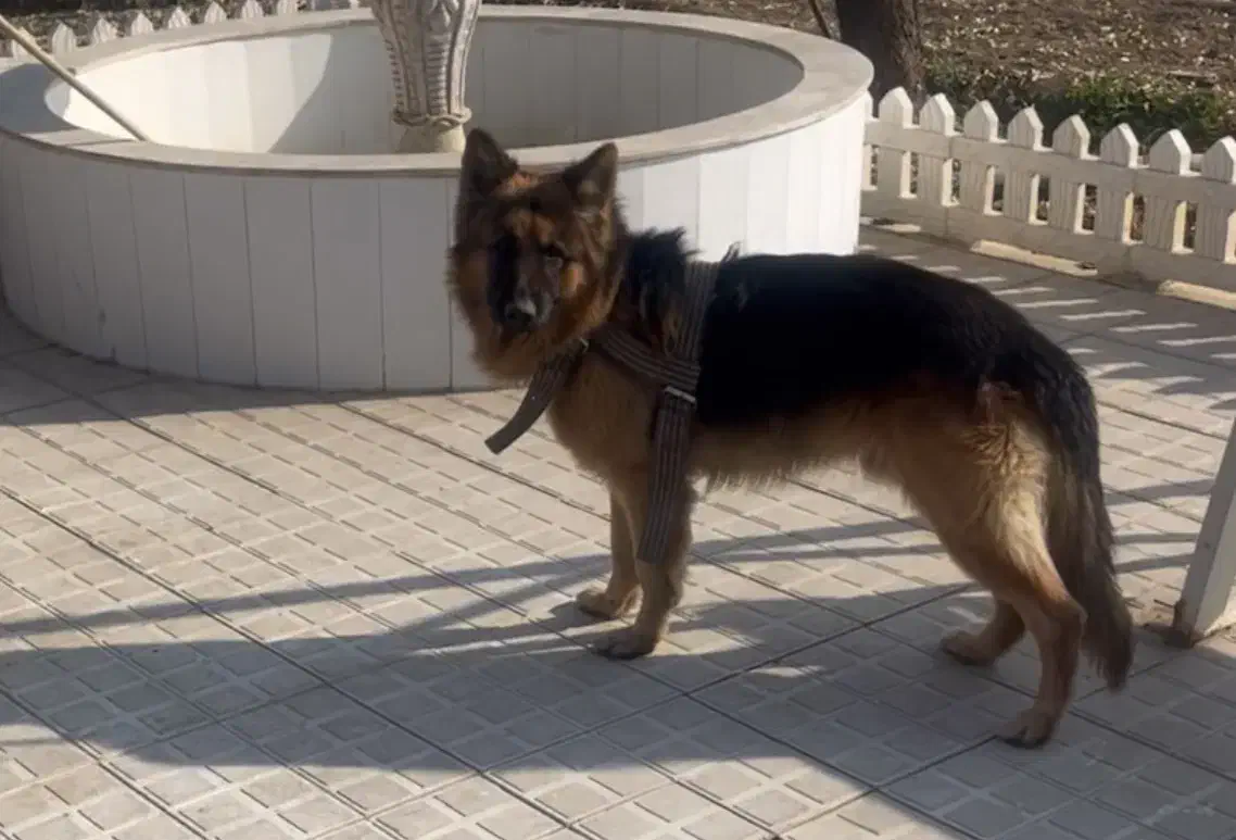 سگ ژرمن شپرد|سگ|میاندوآب, |دیوار