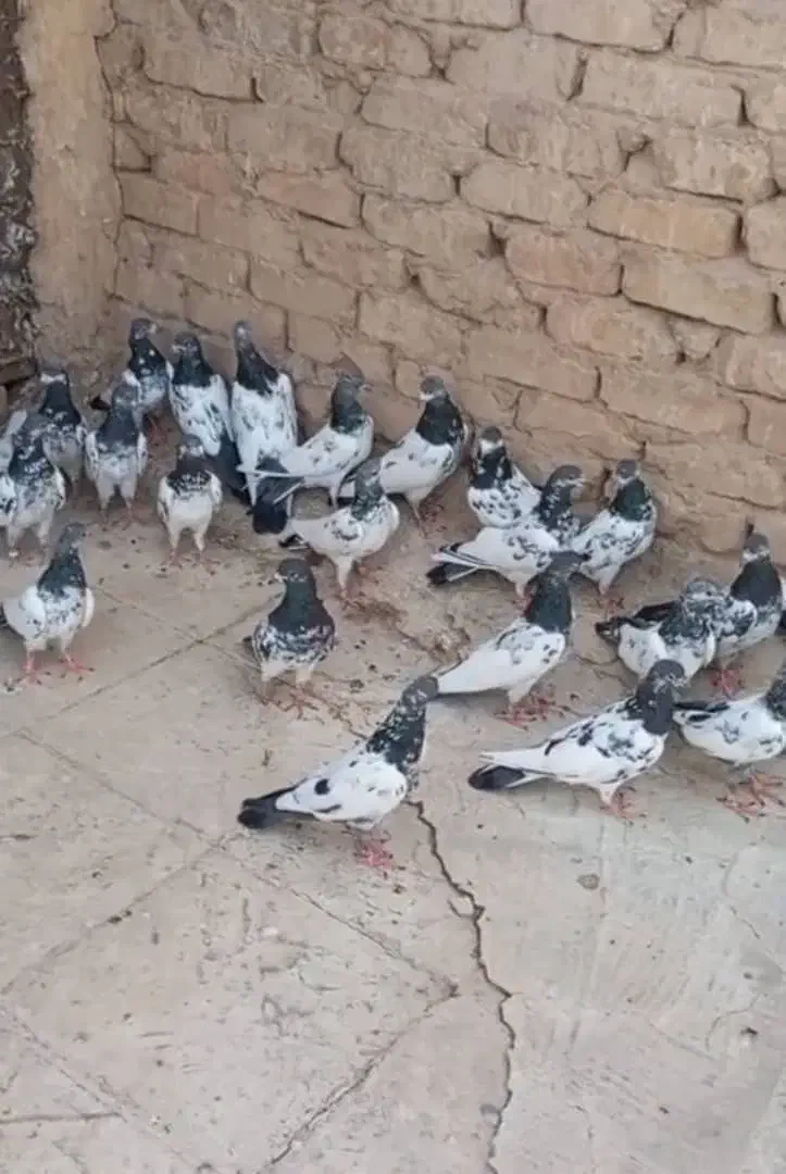 پاکستانی|پرنده|تهران, شهرک شریفی|دیوار