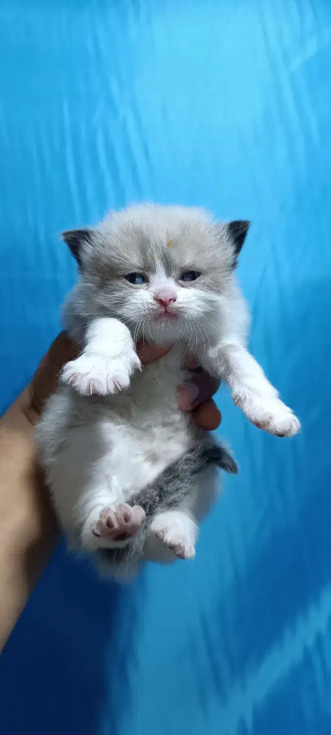 گربه رگدال اصیل|گربه|تهران, زعفرانیه|دیوار